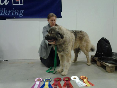 Heart-of-Champs-Dimitri