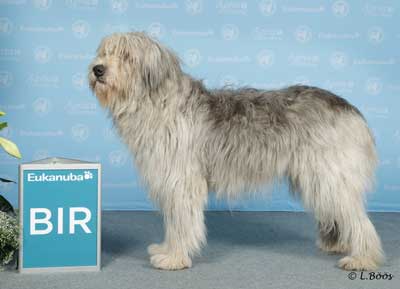 Vi gratulerar Patrik Hallberg, Heart of Champ´s Riga Star(bilden) och Blackice´s Bjanka Nurbek till NordV-10 på Dogs4All