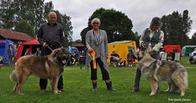 Vi gratulerar Patrik Hallberg och Zhafar Iz Grada Velikogo till BIR<br>samt Elisabet Palmberg och Laxtjärns Cleo till BIM<br>i Ransäter 2010-07-31